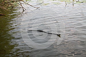 Adder snake swim in river. Europe, summer day. Non-venomous natrix - grass snake or water snake.