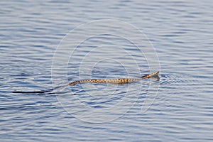 Adder snake Vipera berus swimming