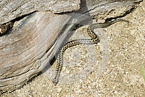 Adder - Vipera berus photo