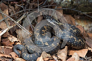 Adder, Vipera berus