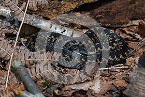 Adder, Vipera berus