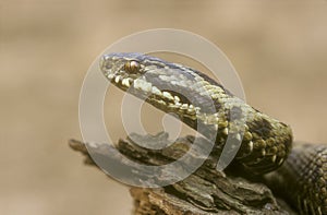 Adder, Vipera berus