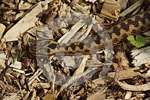 Adder - Vipera berus