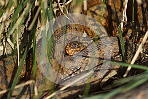 Adder - Vipera berus