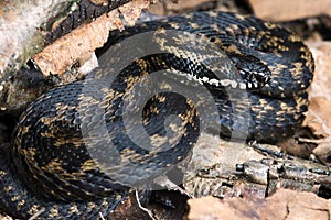 Adder (Vipera Berus)