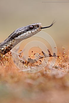 Adder, Vipera berus