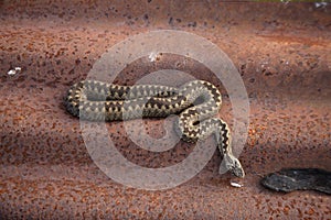 Adder, Vipera berus