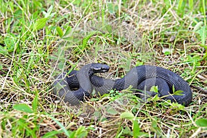 Adder (Vipera berus) in grass