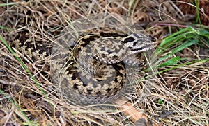 Adder - Vipera berus, located in North Wales, UK