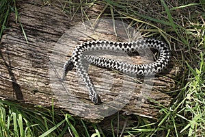 Adder, Vipera berus