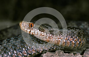 Adder, vipera berus, Venemous specy