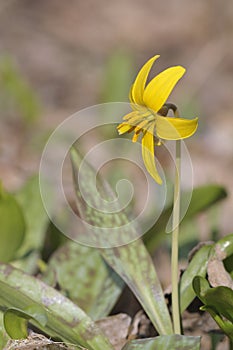 Adders Tongue