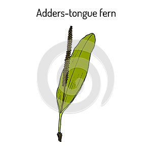 Adders-tongue fern ophioglossum vulgatum , medicinal plant.