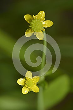 Adderstongue Spearwort or Badgeworth Buttercup