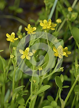 Adderstongue Spearwort or Badgeworth Buttercup