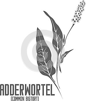 Adderwortel plant silhouette vector illustration