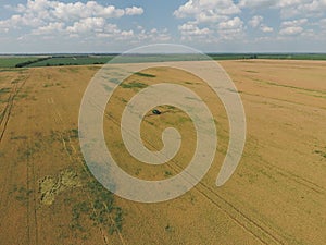 Adding herbicide tractor on the field of ripe wheat. View from above.