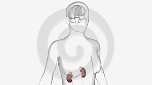 The Addisons Disease pituitary gland