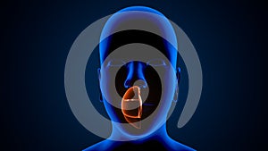 Medical concept as noncancerous swelling and growth as a human sinuses congestion symptom symbol in a 3D illustration style