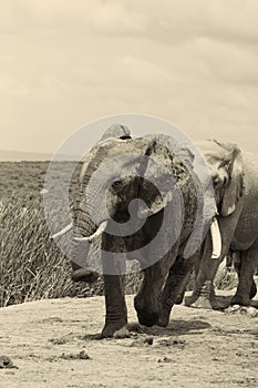 Addo Bull elephant with youngster