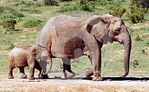 Addo Elephant and calf