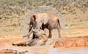 Addo Elephant National Park: elephant bathing