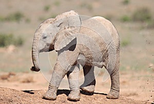 Addo Elephant National Park: baby elephant