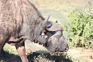 Addo Elephant National Park: Cape Buffalo bull