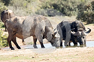 Addo Elephant National Park: Cape buffalo bulls