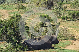 Addo elephant national park,eastern cape,South africa