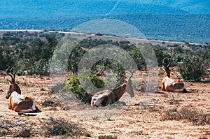 Addo elephant national park,eastern cape,South africa