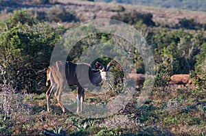 Addo elephant national park,eastern cape,South africa