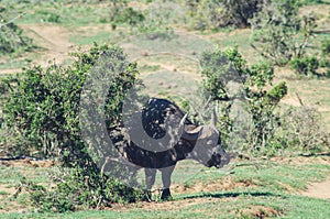 Addo elephant national park,eastern cape,South africa