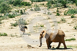 Addo elephant national park,eastern cape,South africa