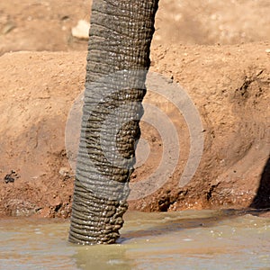 Addo Elephant National Park: elephant`s trunk