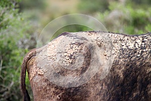 Addo Elephant National Park: hindquarters of old buffalo bull