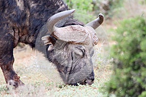 Addo Elephant National Park: old Buffalo bull