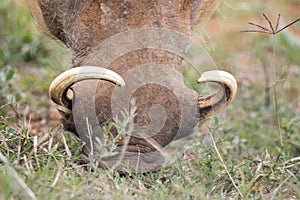 Addo Elephant National Park: tusks of warthog