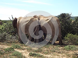 Addo Elephant Park, South Africa