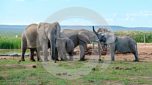 Addo Elephant Park South Africa, Family of Elephants in Addo elephant park