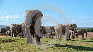 Addo Elephant Park South Africa, Family of Elephants in Addo elephant park