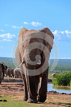 Addo Elephant Park South Africa, Family of Elephants in Addo elephant park