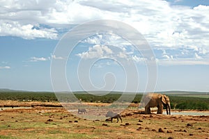 Addo Elephant Waterhole