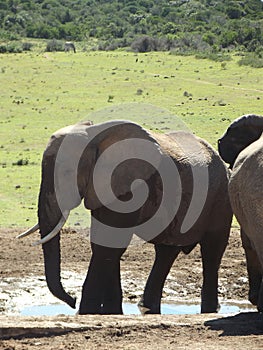 Addo Elephantpark, South-Africa