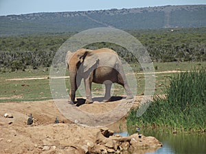 Addo Elephantpark, South-Africa