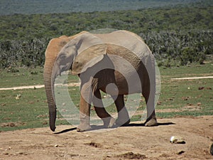 Addo Elephantpark, South-Africa