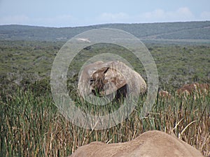 Addo Elephantpark, South-Africa