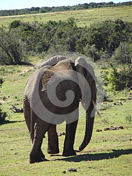 Addo Elephantpark, South-Africa