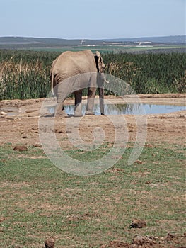 Addo Elephantpark, South-Africa