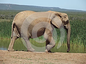 Addo Elephantpark, South-Africa